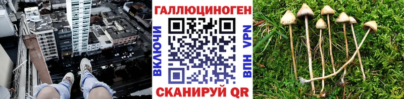 Псилоцибиновые грибы Psilocybine cubensis  Навашино 